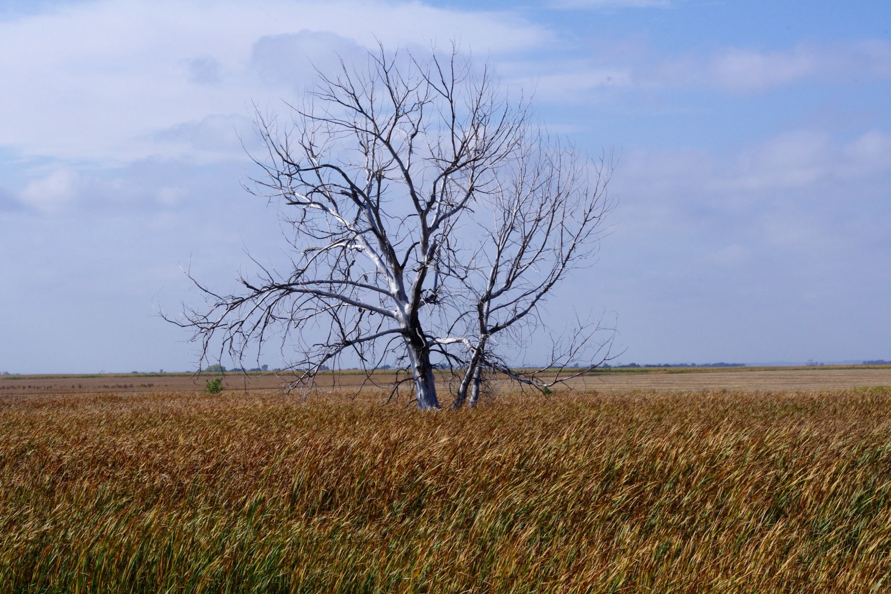 Last Tree Standing